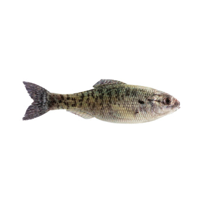 A single fish with a speckled greenish-brown body and forked tail, shown in profile on white—perfect inspiration for the 6th Sense Panorama Baitfish by 6th Sense, designed for realistic bass fishing lures.