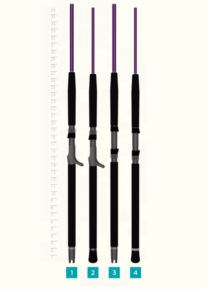 Four fishing rods, including a St. Croix Mojo Jig 6'6" Medium Conventional Rod (MJJC66MMF), are lined up vertically in front of a 17–36-inch height chart, each labeled 1 to 4 at the base.