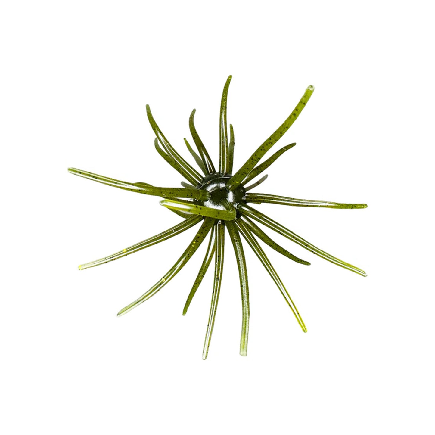Hag's Prickly Pear 19mm 1pk