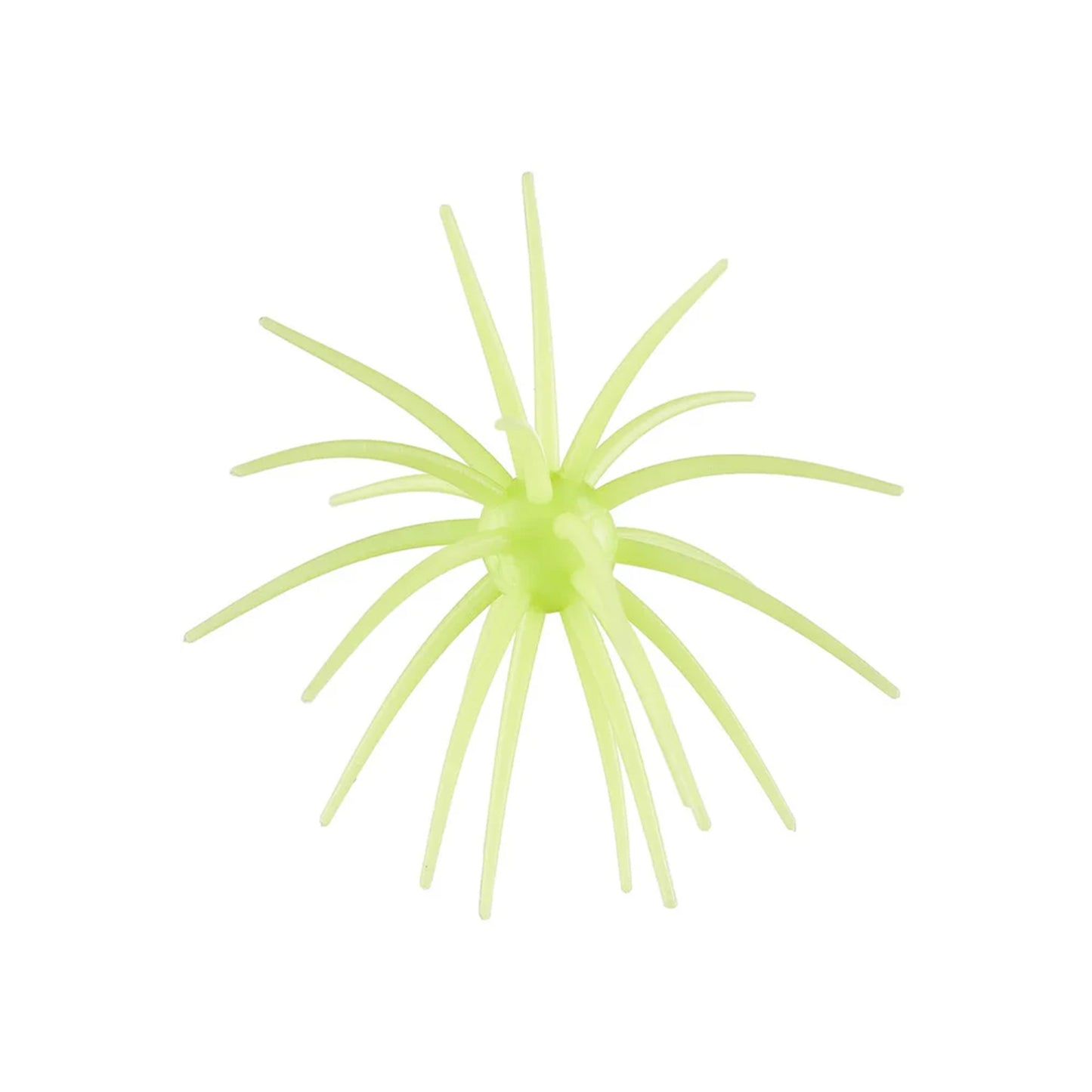 Hag's Prickly Pear 19mm 1pk