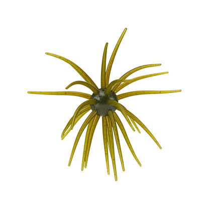 Hag's Pickly Pear Big Tex 25mm 1pk