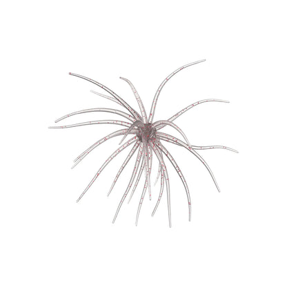 Hag's Prickly Pear 9.9mm 2pk