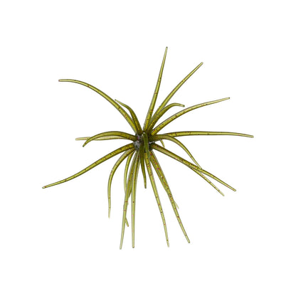 Hag's Prickly Pear 9.9mm 2pk