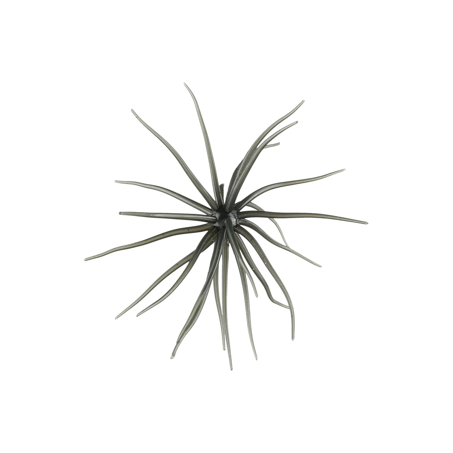Hag's Prickly Pear 9.9mm 2pk